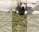 Small #17 English Cream Golden Retriever