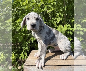 Great Dane Puppy for sale in MIDDLEBURY, IN, USA