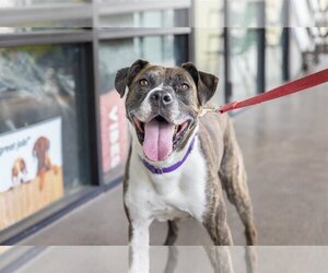 Ellie - Female Boxador Dog for Adoption - Photo #2