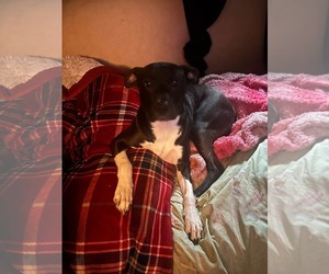 Neriah - Louisiana Litter - Female Mutt Dog for Adoption - Photo #9