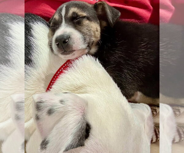 Medium Photo #11 Siberian Husky-Unknown Mix Puppy For Sale in Germantown, OH, USA