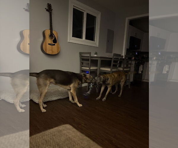 Medium Photo #11 Mutt Puppy For Sale in Stevens Point, WI, USA