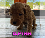 Puppy D Pink Goldendoodle