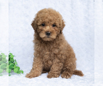 Kandy - Female Poodle (Miniature) Puppy for Sale - Photo #5