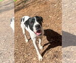 Small #3 Boxer-Pointer Mix