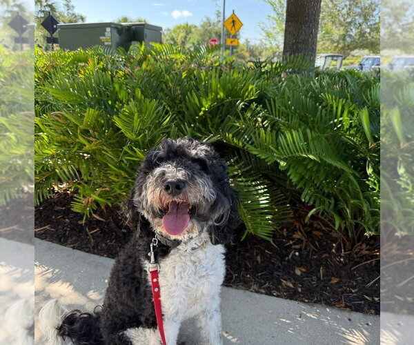 Medium Photo #2 Bernedoodle Puppy For Sale in Valrico, FL, USA