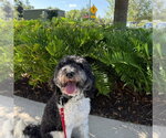 Small #1 Bernedoodle