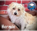 Small #2 Maltese Mix