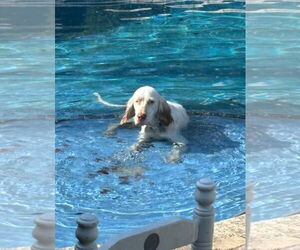 English Setter Dogs for adoption in Lighthouse Point, FL, USA