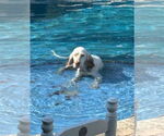 Small English Setter
