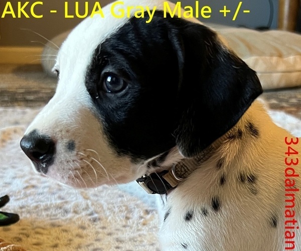 Medium Photo #1 Dalmatian Puppy For Sale in VINEMONT, AL, USA