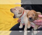 Small Photo #19 Golden Retriever Puppy For Sale in POULSBO, WA, USA