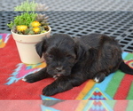 Small Photo #4 Shiranian Puppy For Sale in GREENWOOD, WI, USA