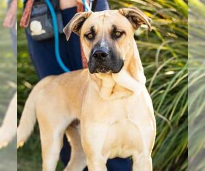Great Dane-Unknown Mix Dogs for adoption in Camarillo, CA, USA