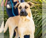 *DANIEL - Male Great Dane-Unknown Mix Dog for Adoption - Small photo