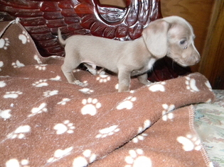 Dachshund Puppy for sale in LAKEBAY, WA, USA