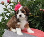 Small Photo #8 Cava-Tzu Puppy For Sale in THORP, WI, USA