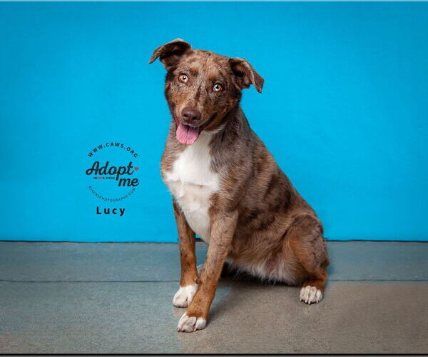 Medium Photo #1 Catahoula Leopard Dog-Unknown Mix Puppy For Sale in Salt Lake City, UT, USA