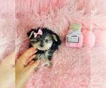 Small Morkie