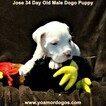 Small #99 Dogo Argentino