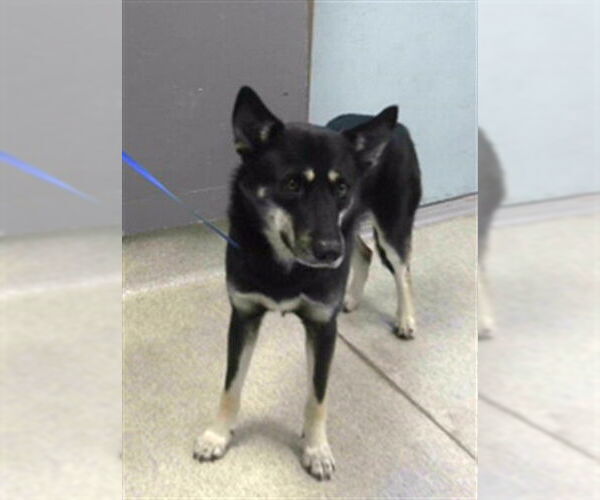 Medium Photo #1 Gerberian Shepsky Puppy For Sale in Tallahassee, FL, USA