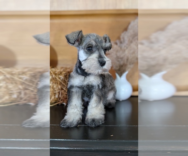 Medium Photo #15 Schnauzer (Miniature) Puppy For Sale in GOSHEN, IN, USA