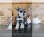 Small #14 Schnauzer (Miniature)