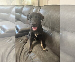 Dorian - Male Border Collie Dog for Adoption - Photo #2