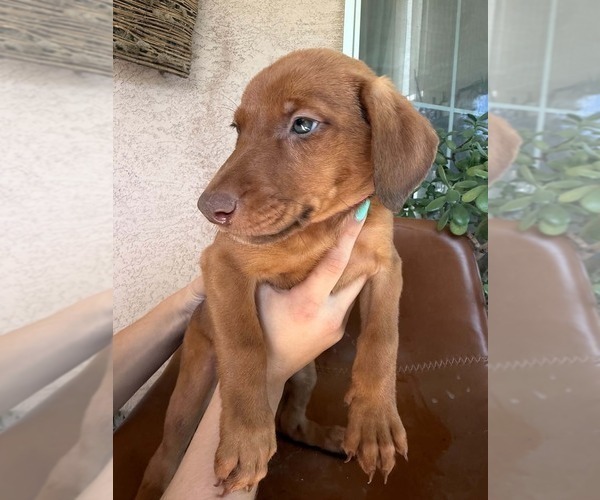 Medium Photo #7 Doberman Pinscher-Mountain Cur Mix Puppy For Sale in TEMECULA, CA, USA