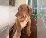 Small #6 Doberman Pinscher-Mountain Cur Mix