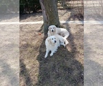 Small Photo #25 English Cream Golden Retriever Puppy For Sale in NORTHWOOD, OH, USA