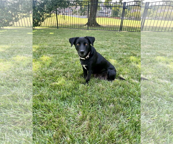 Medium Photo #3 Labrador Retriever-Unknown Mix Puppy For Sale in Virginia Beach, VA, USA