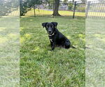 Small #2 Labrador Retriever Mix