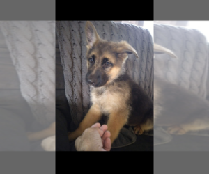 German Shepherd Dog Puppy for sale in BLAND, MO, USA