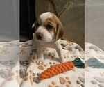 Puppy 3 Beaglier