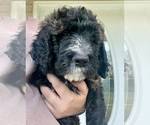 Puppy Puppy 4 Wonton Bernedoodle