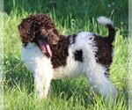 Small Photo #4 Poodle (Standard) Puppy For Sale in LINDEN, TN, USA