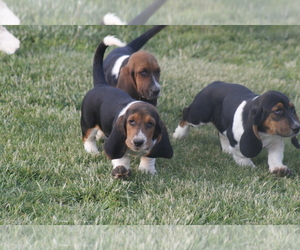 Basset Hound Puppy for sale in MEMPHIS, MO, USA