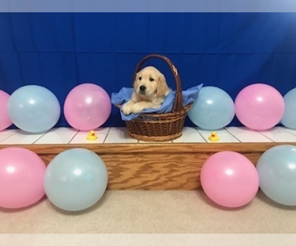 Medium Photo #2 Golden Retriever Puppy For Sale in WEBSTER CITY, IA, USA