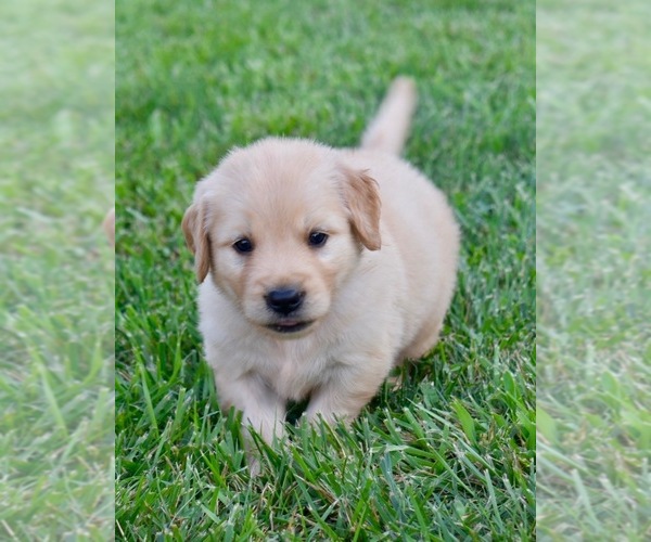 Medium Photo #1 Golden Retriever Puppy For Sale in FORDLAND, MO, USA