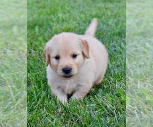 Golden Retriever Puppy for sale in FORDLAND, MO, USA