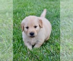 Image preview for Ad Listing. Nickname: Rex