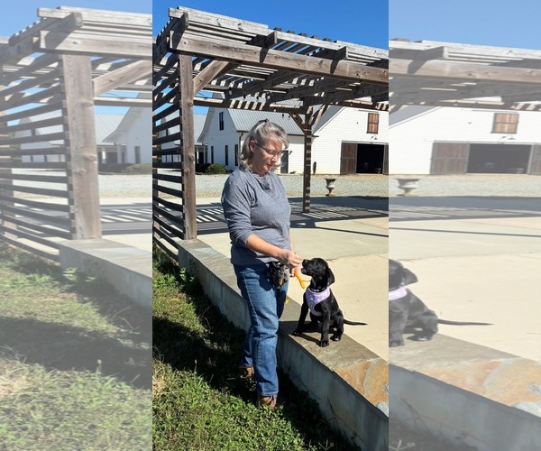 Medium Photo #2 Boston Terrier-Labrador Retriever Mix Puppy For Sale in Holly Springs, NC, USA