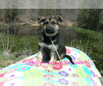Small #6 German Shepherd Dog