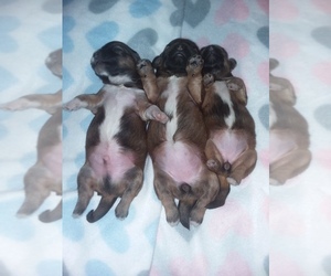 Lhasa Apso Puppy for sale in BELL, FL, USA