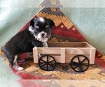Small #1 Chihuahua