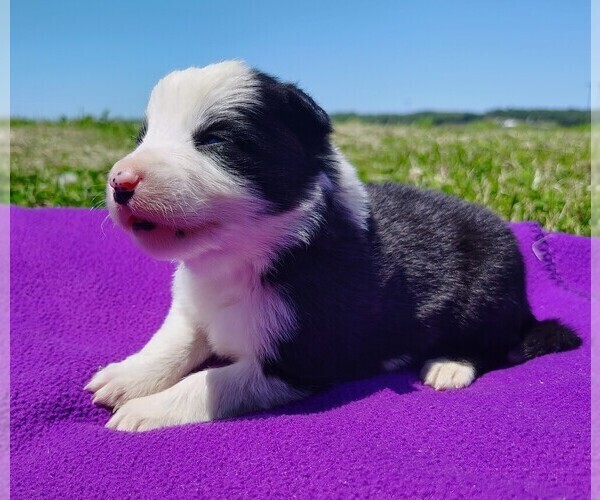 Medium Photo #18 Border Collie Puppy For Sale in NORBORNE, MO, USA
