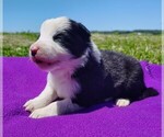 Small Photo #18 Border Collie Puppy For Sale in NORBORNE, MO, USA