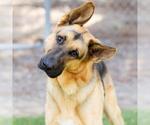 Small #1 German Shepherd Dog