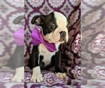 Small Photo #6 Boston Terrier Puppy For Sale in LANCASTER, PA, USA
